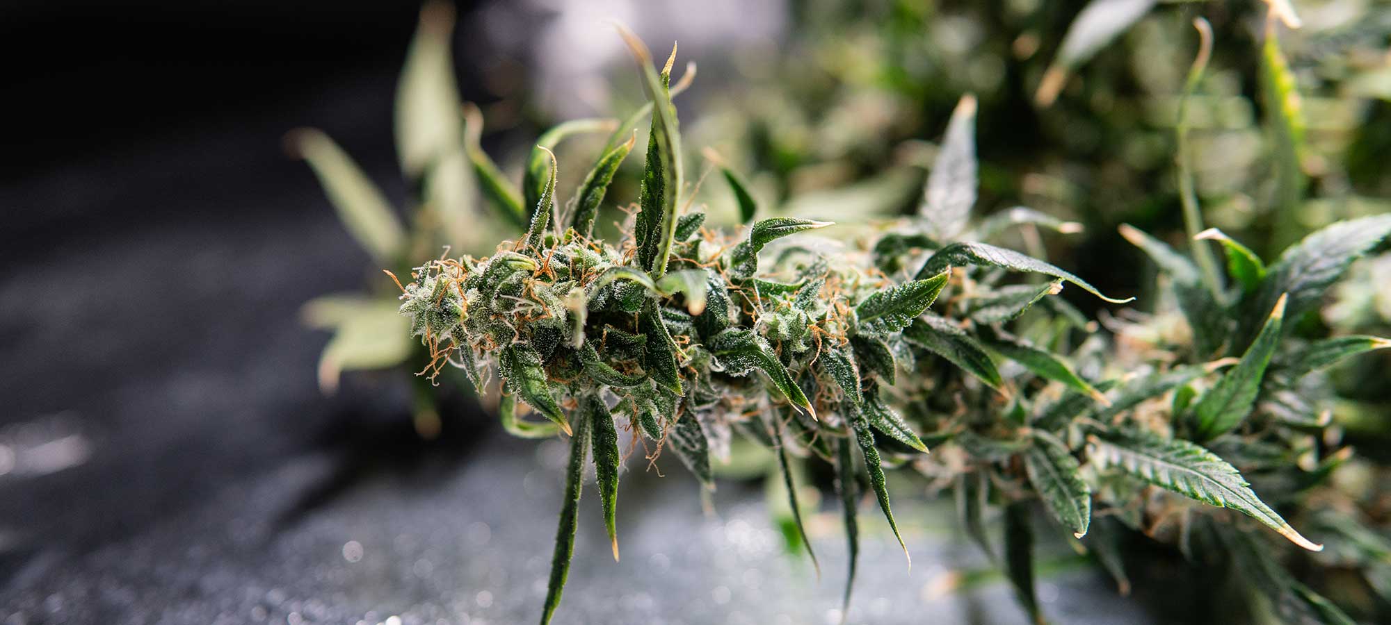 medical marijuana to overcome anxiety