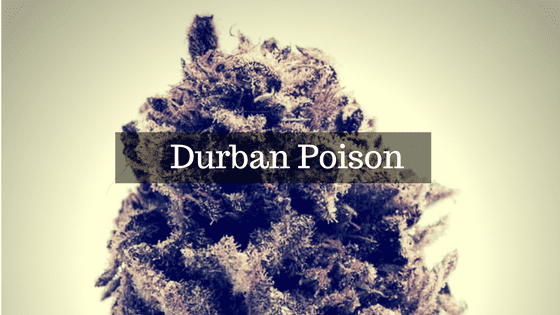 Durban Poison
