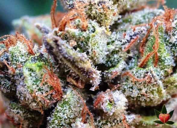 Goji OG