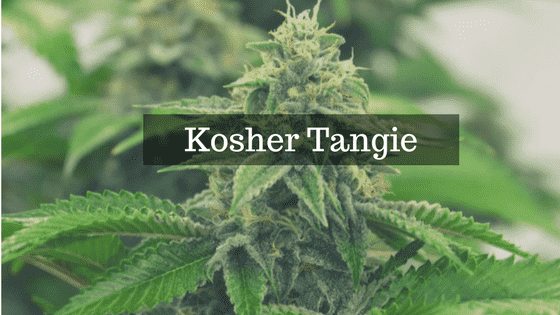 Kosher Tangie