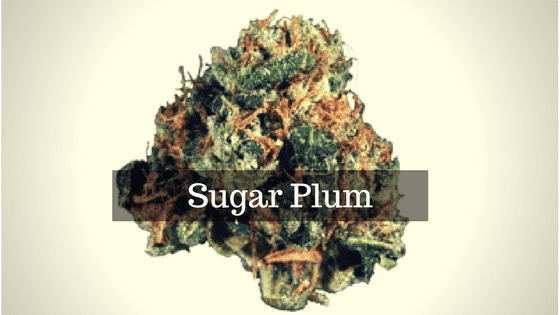 Sugar Plum