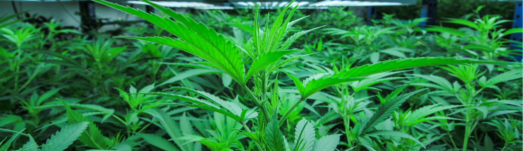 Indoor Cannabis Grow With Ultra Modern Equipment
