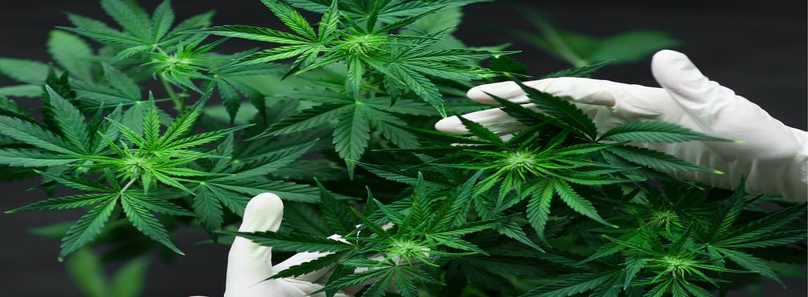 Auto Flowering Cannabis
