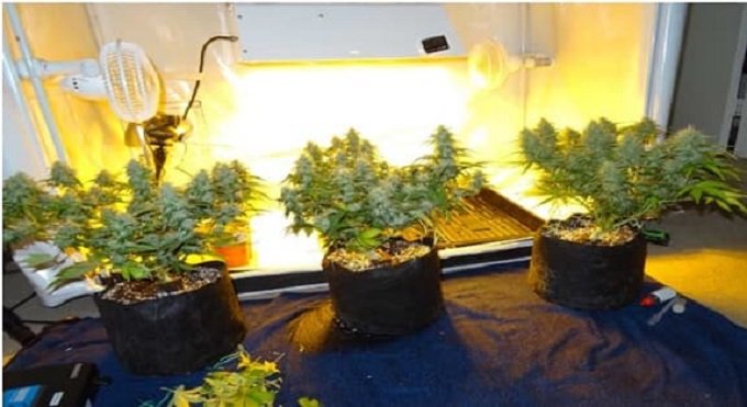 Breeding Autos