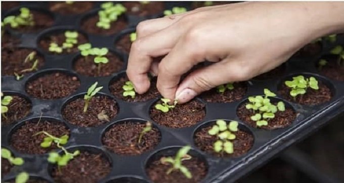 Plant Autoflowering Seeds Early and Late