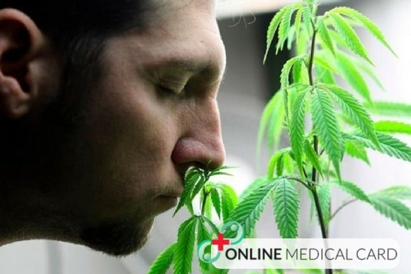 medical cannabis