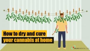 how to dry and cure cannabis at home