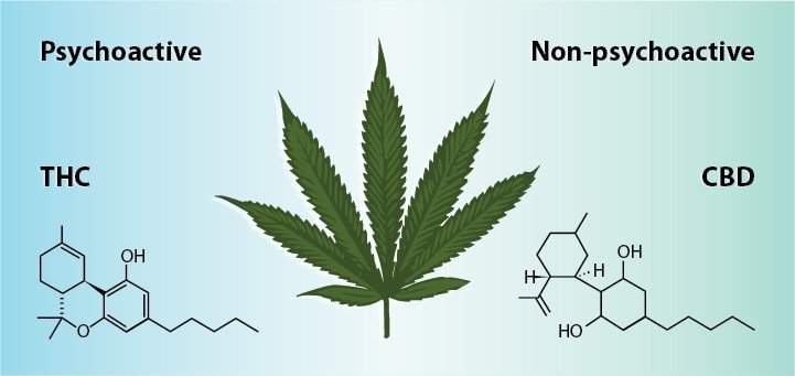 Differences Between CBD and THC