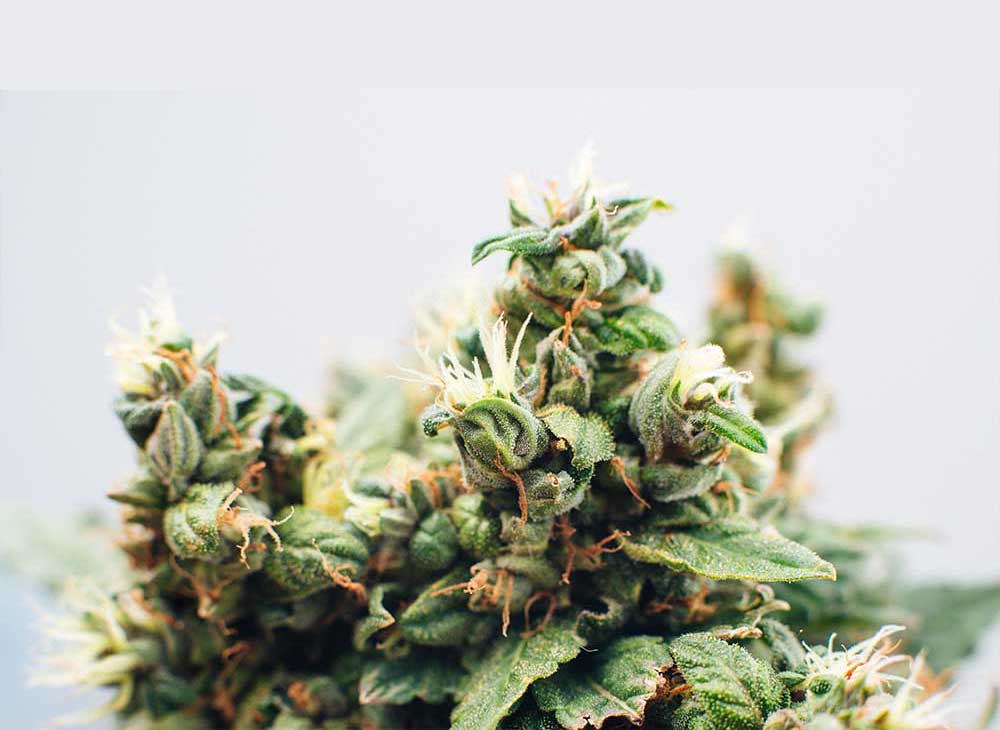Flying-With-Medical-Marijuana