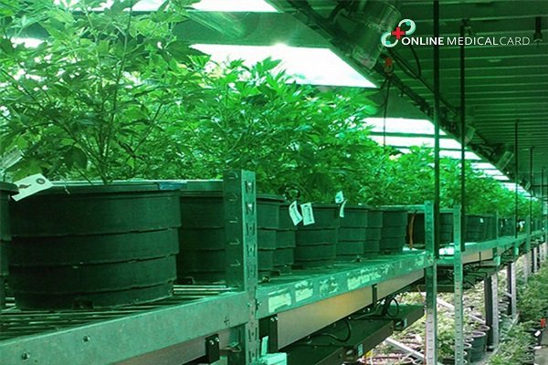 Growing your Own Auto-flowering Cannabis