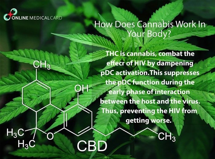 How does the cannabis work