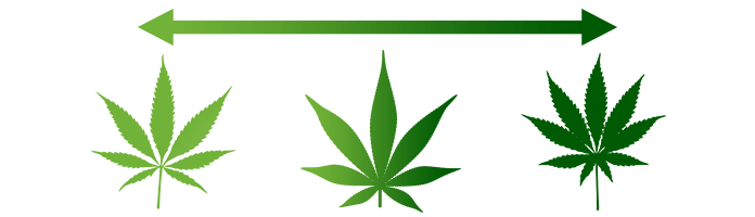 Marijuana Types