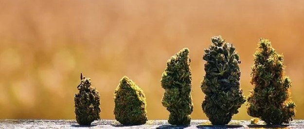 Marijuana strains