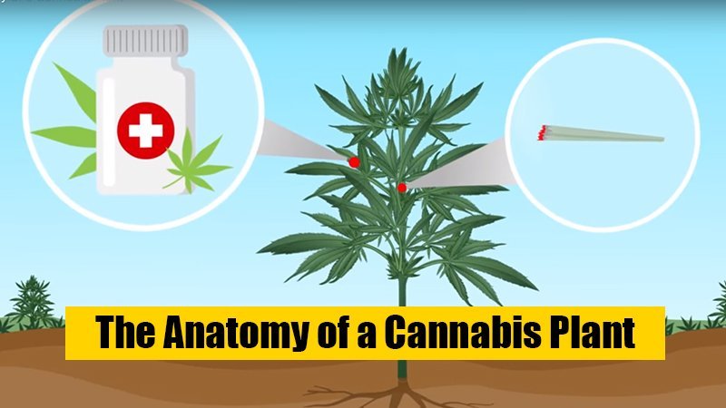 The Anatomy of a Cannabis Plant