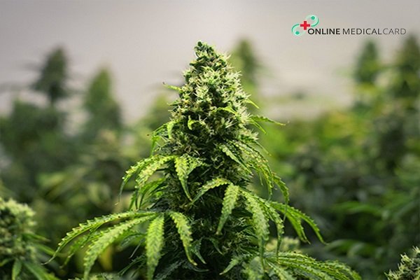 Why All the Hype for Auto-flowering Cannabis