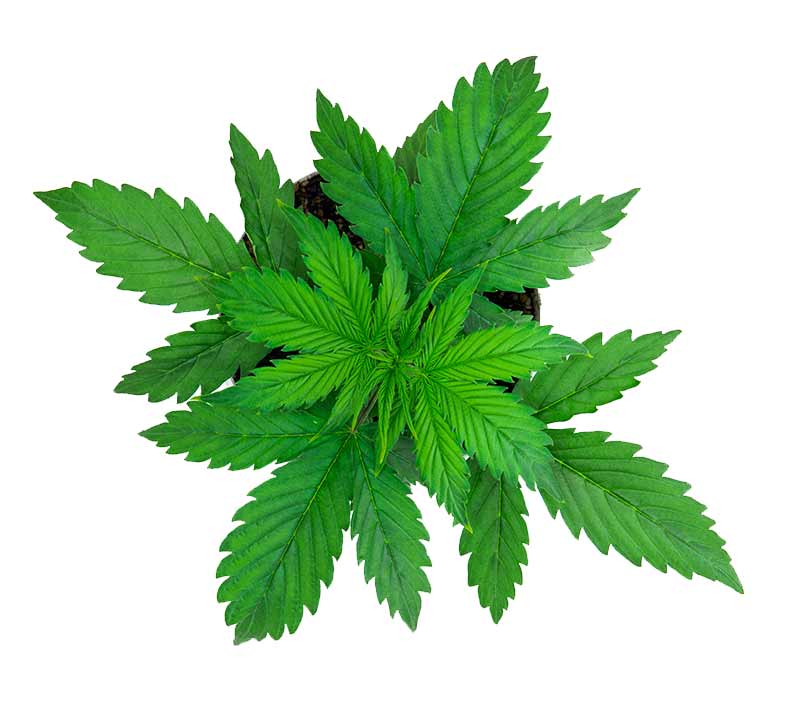 grow indoor