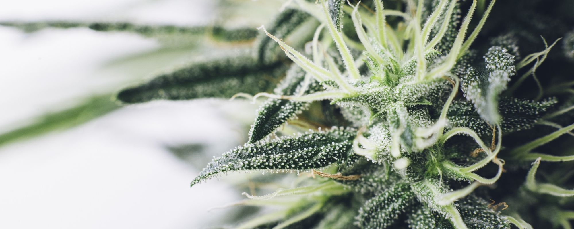 grow your own cannabis