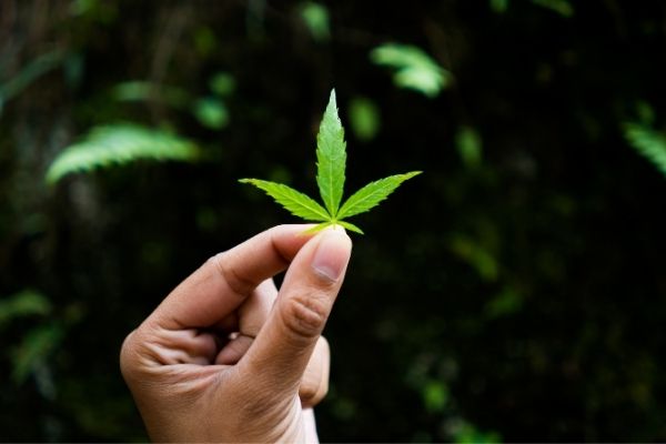 License to Grow 99 Marijuana Plants in California