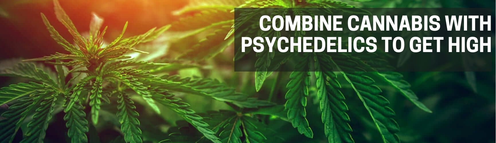 combine cannabis with psychedelics to get high