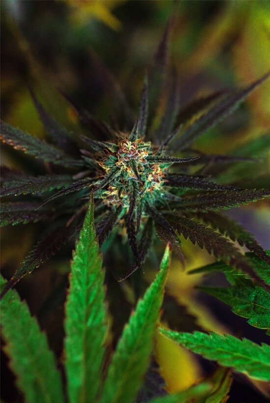 Cultivation License Grow 99 Marijuana Plants California