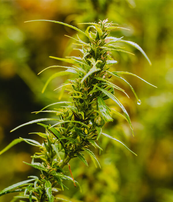 Cannabis Doctors of RI