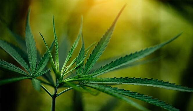 420 Evaluations Santa Rosa