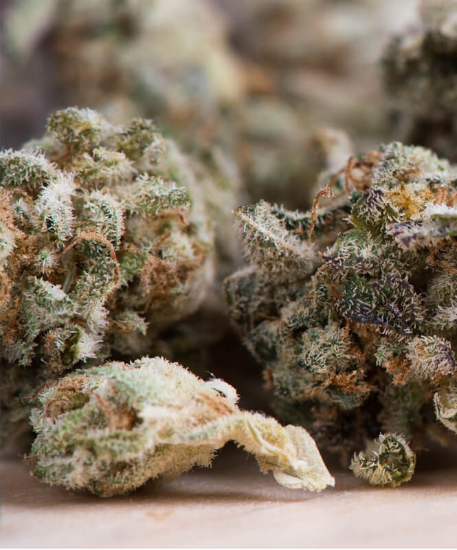 The professionalization of cannabis growing