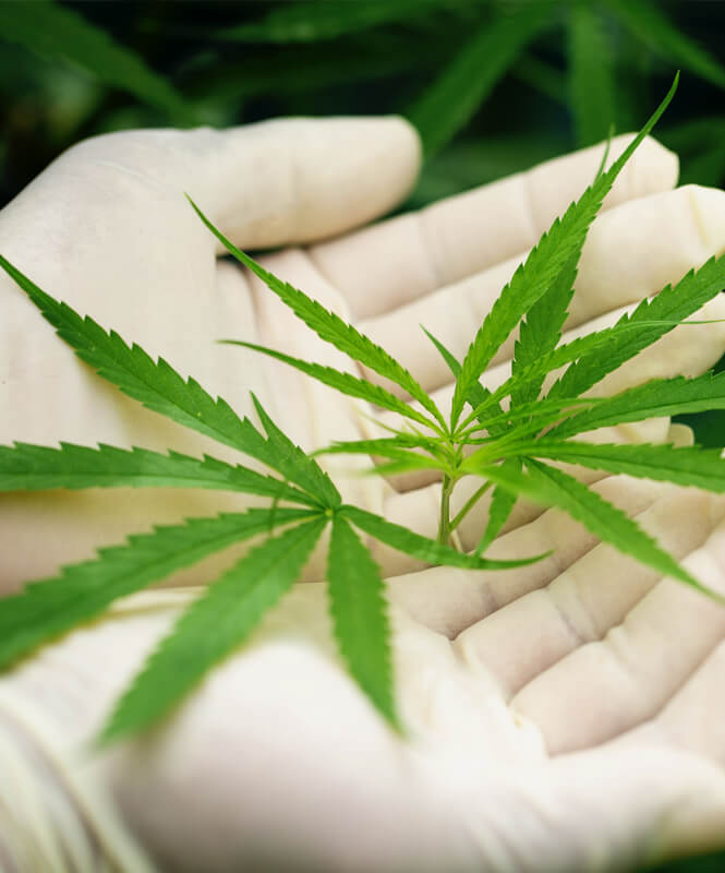Find The Right Marijuana Doctor