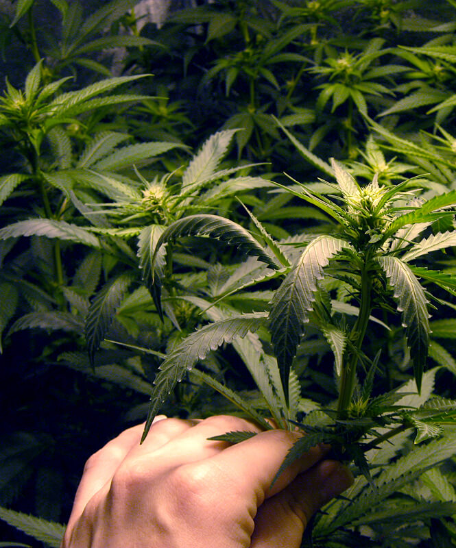 Beginners Guide to Growing Medical Marijuana