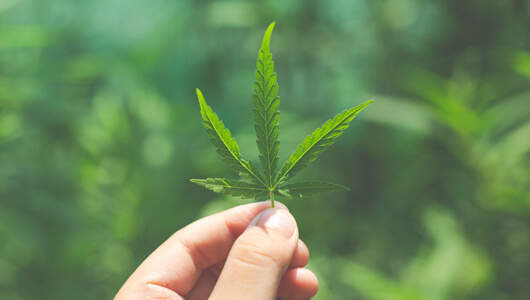 cannabis cultivation license