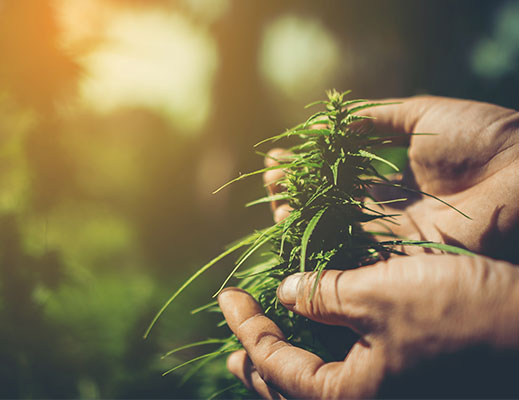 Medical Marijuana Online Registration System