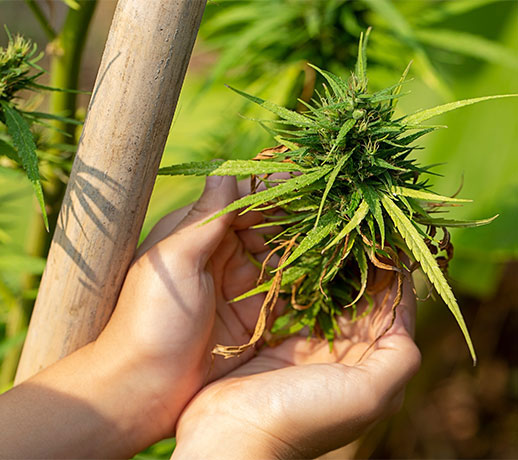 Get Medical Cannabis Card Online