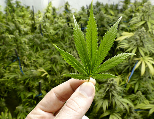 Growing Marijuana In Virginia