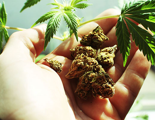 marijuana growers license