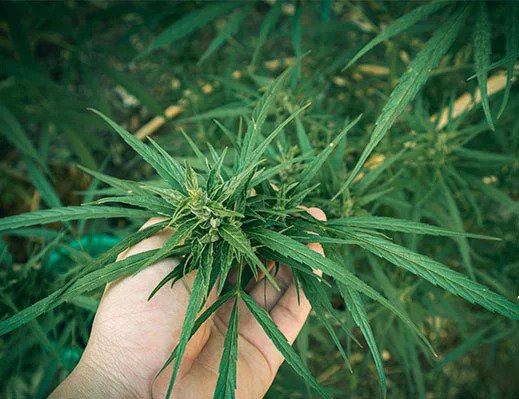 marijuana grow at your garden