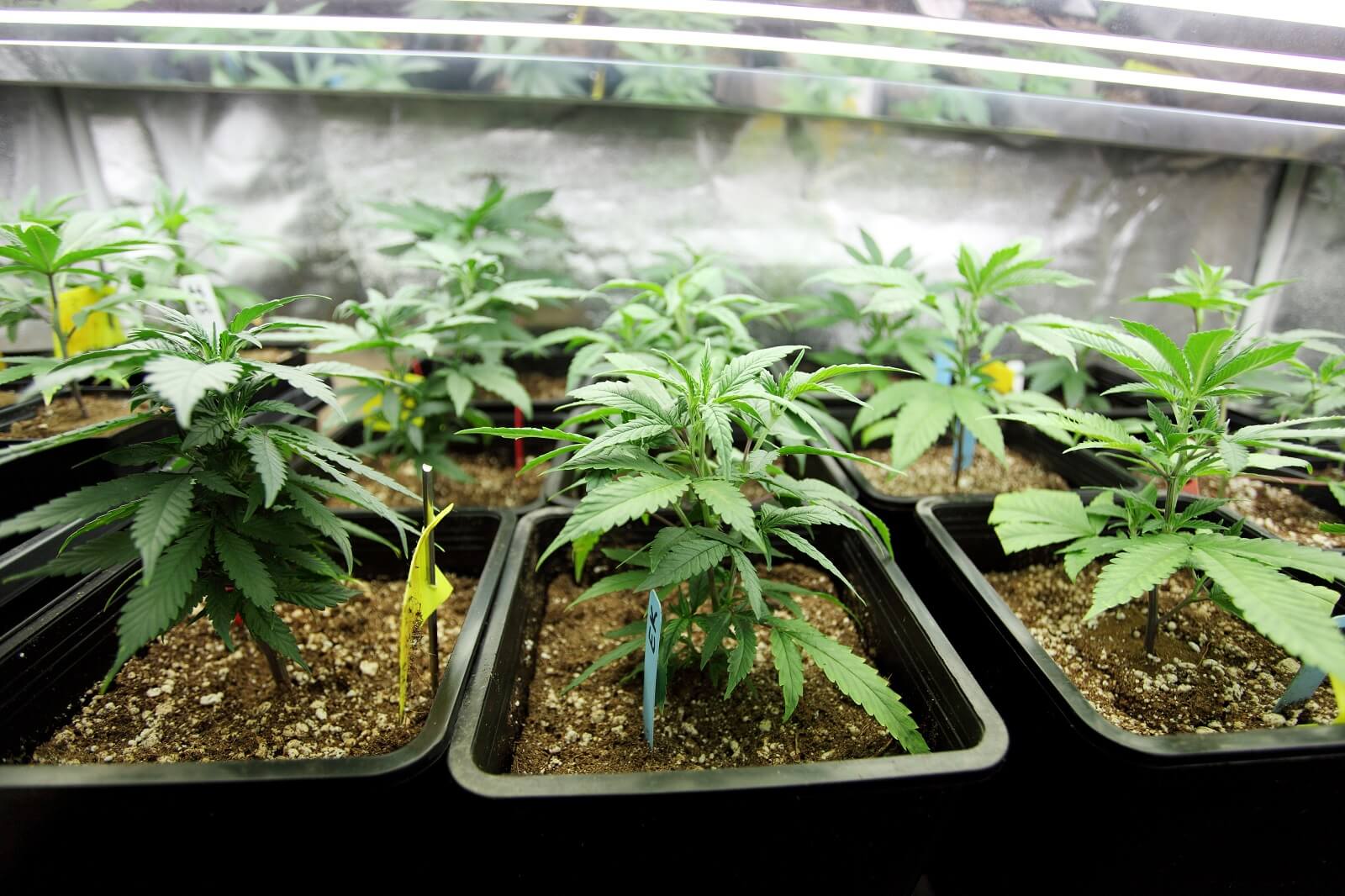 marijuana grow at home