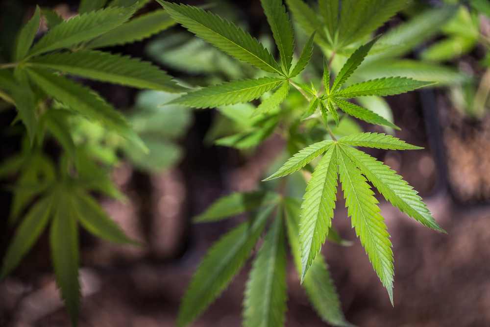 Oklahoma Medical Marijuana