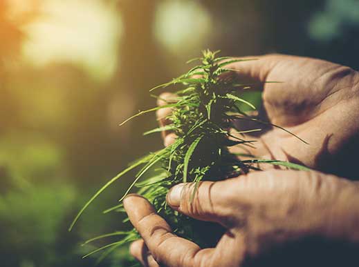 Online Medical Marijuana recommendation