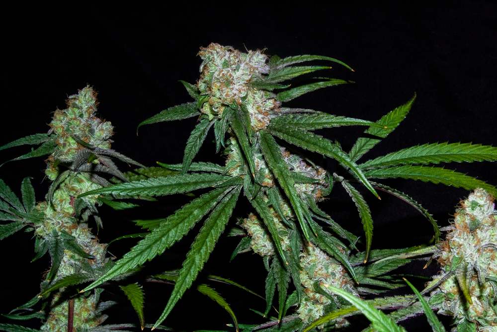 Marijuana plant