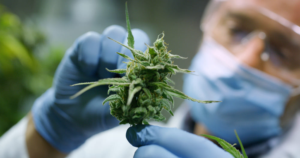 What Does Scientific Research Say about Marijuana