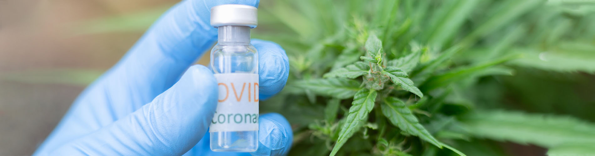 Hemp Compounds Can Block COVID-19 Infection