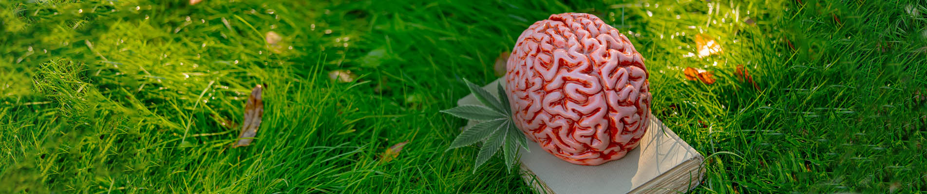 Cannabis and Neurodegenerative Diseases: Understanding the Link