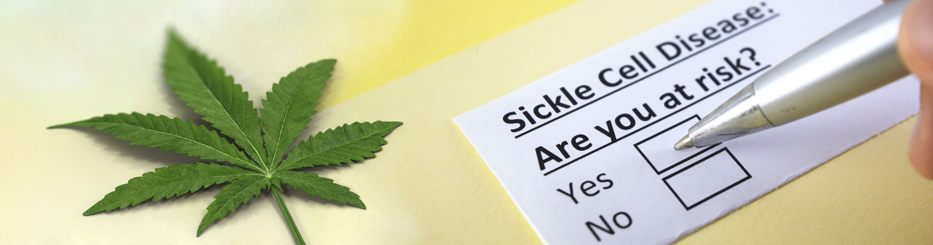 Cannabis and Sickle Cell Anemia All You Need to Know