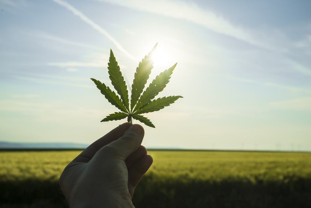 What is the future of cannabis advestising-