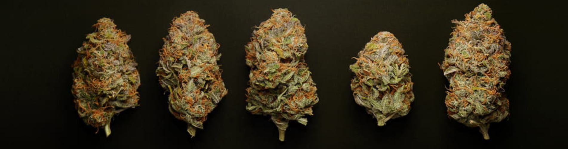 All You Need to Know About Marijuana Strains