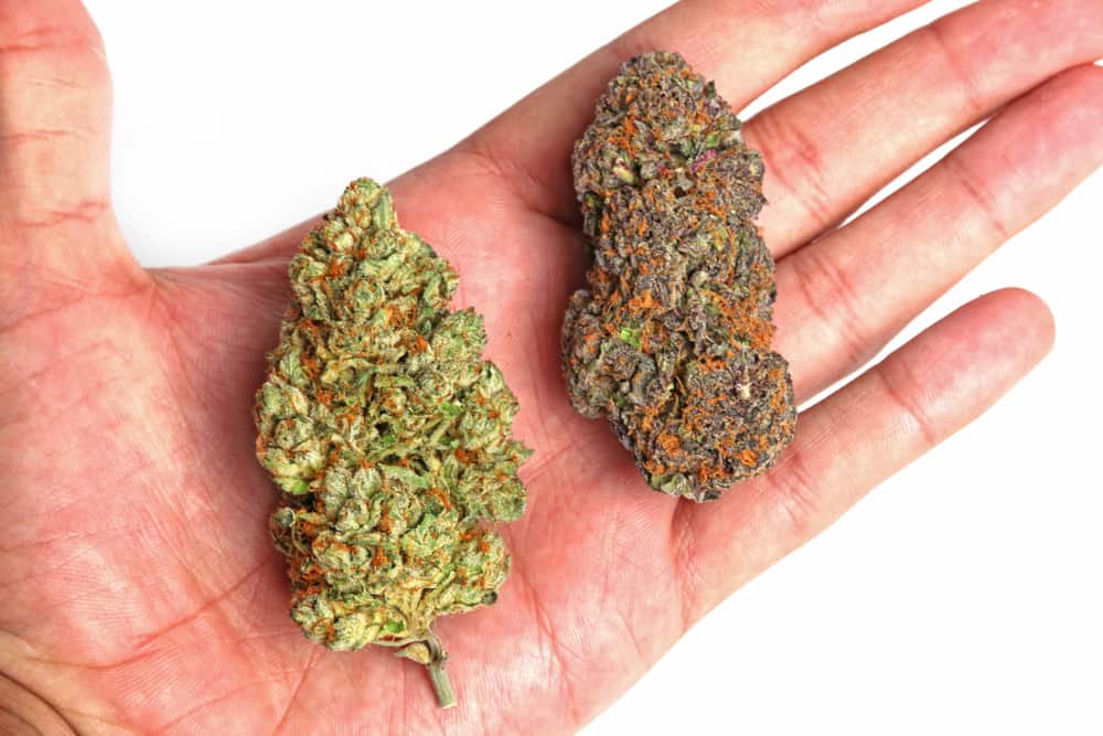 Different Types of Cannabis Strains
