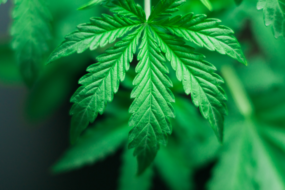 Florida Recreational Marijuana Legalization Initiative