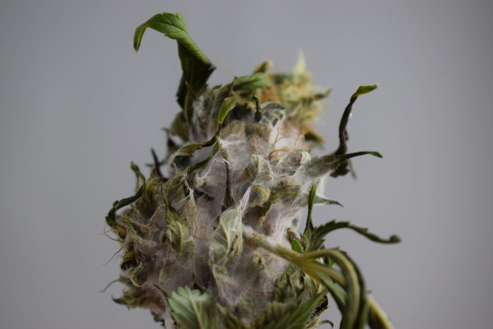 How to Tell If Your Weed is Moldy