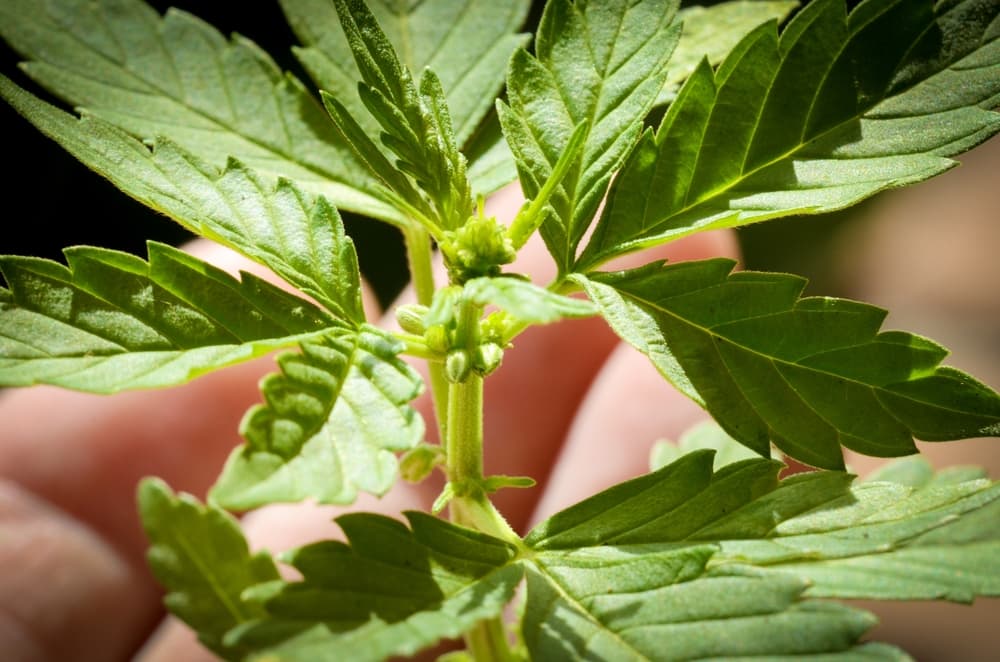 What are male cannabis plants