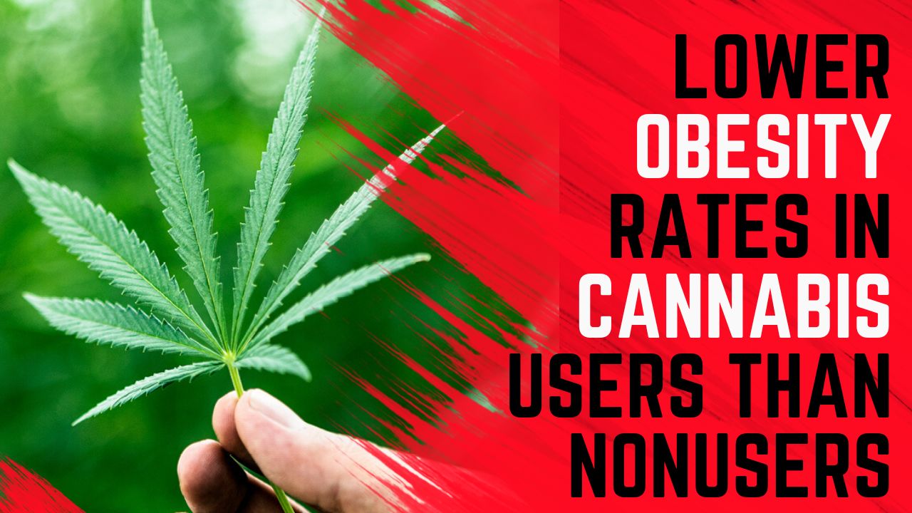 Lower Obesity Rates in Cannabis Users than Nonusers